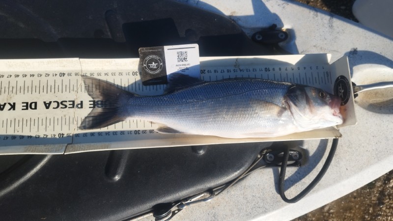 Fish Measure Picture